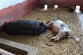 Two Pigs Fall Asleep Together in Their Pen in the Afternoon Royalty Free Stock Photo