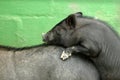 Two pigs mating