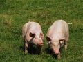 Two pigs on a mountain pasture in summer