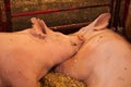Two Pigs in a Pen Royalty Free Stock Photo