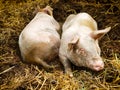 Two Pigs in Pigpen Royalty Free Stock Photo