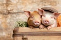 Two pigs sitting on a vintage travelling bag. Generative AI. Royalty Free Stock Photo