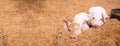 Two pigs sleep on the golden husk. In an organic rural farm argiculture livestock industry .panorama