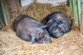 Two pigs sleep on hay Royalty Free Stock Photo