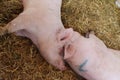 Two pigs sleep next to each other Royalty Free Stock Photo