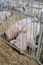 Two Pigs Sleeping in a Cage Royalty Free Stock Photo