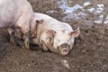 Two pigs sleeping in mud Royalty Free Stock Photo