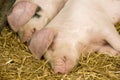 Two pigs sleeping on straw Royalty Free Stock Photo