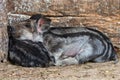 Two pigs sleeping together. Pig cubs in farm Royalty Free Stock Photo