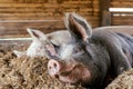 sleeping pigs Royalty Free Stock Photo