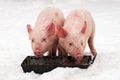 Two pigs on snow Royalty Free Stock Photo