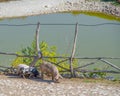 Two pigs walking along the path along the fence Royalty Free Stock Photo