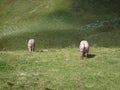 Two pigs walking on a meadow view from behind