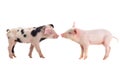 Two pigs Royalty Free Stock Photo