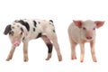 Two pigs Royalty Free Stock Photo