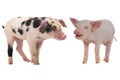 Two pigs Royalty Free Stock Photo