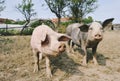 Two pigs Royalty Free Stock Photo