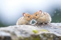 two pikas facing each other on stones