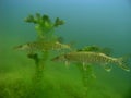 Two pike esox Royalty Free Stock Photo