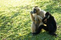 Two Pileated gibbon Hylobates pileatus sitting looking on green grass Royalty Free Stock Photo