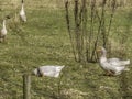 Two Pilgrim Geese Royalty Free Stock Photo