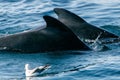 Two pilot whales Royalty Free Stock Photo