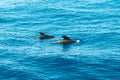 Two pilot whales in ocean looking like dolphins - whale watching Royalty Free Stock Photo