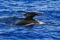 Two Pilot Whales, showing dorsal fin and tail fin Royalty Free Stock Photo