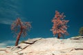 Two pine beetle infested pine tree on Taft Point in Yosemite National Park in California United States Royalty Free Stock Photo