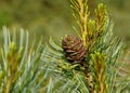 Two pine cedar cone on a green tree branch on a sunny day with blurred background Royalty Free Stock Photo