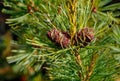 Two pine cedar cone on a green tree branch on a sunny day Royalty Free Stock Photo