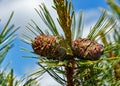 Two pine cedar cone on a green tree brunch on a sunny day with blue sky Royalty Free Stock Photo