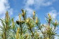 Two pine cedar cone on a green tree on a sunny day with blue sky with few other brunches Royalty Free Stock Photo