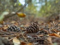 Two pine cone in autumn foliage in the forest with a beautiful blurred background Royalty Free Stock Photo