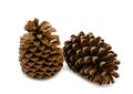 Two pine cone dry on white background Royalty Free Stock Photo