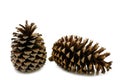 Two pine cone dry on white background Royalty Free Stock Photo