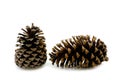 Two pine cone dry on white background Royalty Free Stock Photo