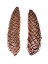 Two pine cone isolated on a white background Royalty Free Stock Photo