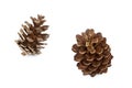 Two pine cone isolated white background Royalty Free Stock Photo