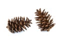 Two pine cone isolated white background Royalty Free Stock Photo