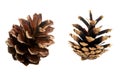 Pine cones isolated on white background. Royalty Free Stock Photo