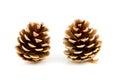 Two pine cones Royalty Free Stock Photo