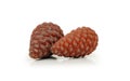 Two pine cones Royalty Free Stock Photo