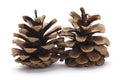 Two Pine cones Royalty Free Stock Photo