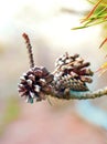 Two Pine Cones on a Branch Royalty Free Stock Photo