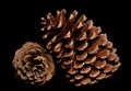 Two pine cones Royalty Free Stock Photo