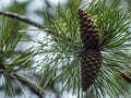 Two pine cones on a pine branch Royalty Free Stock Photo