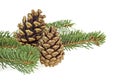 Two pine cones and branch of fir tree on white background Royalty Free Stock Photo