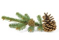 Two pine cones with branch isolated on white background Royalty Free Stock Photo