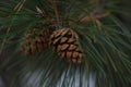 Two pine cones on a branch Royalty Free Stock Photo